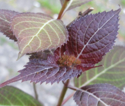 Hydrangea_serrata_Kyosumi_800x600.jpg