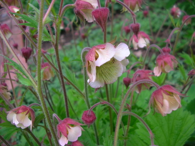 DSCN5101-3.JPG