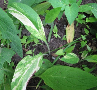 Symphytum_panaschiert.jpg