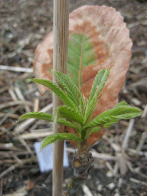 2010-05-10_Q._pontica.jpg