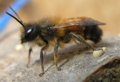 wildbiene_makro_010014.jpg