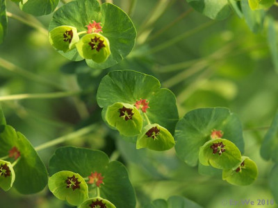 euphorbia_x_m_vielleicht_2010-05.jpg