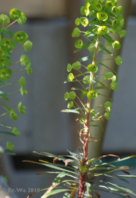 euphorbia_x_m_vielleicht_habitus_2010-05.jpg