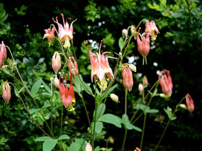 aquilegia_canadensis_little_lanterns_2010-05-10_229.jpg