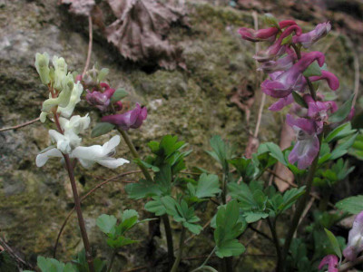 Corydalis_cava.jpg