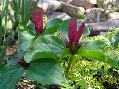 Trilliumj_1005_-_k.jpg
