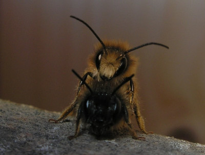 wildbienen_2_p4010027.jpg