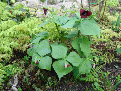 Trillium_037.jpg