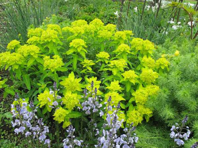 Euphorbia_major_ue.jpg