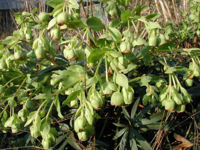 Helleborus_foetidus_gruen.jpg