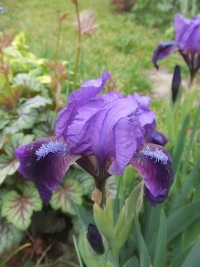 Iris_002.jpg