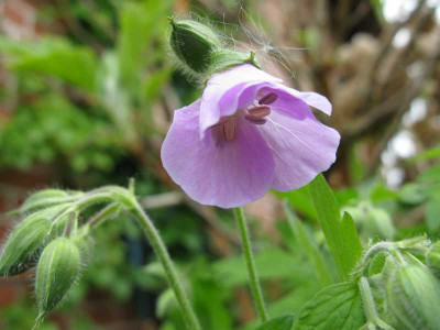 Geranium_maculatum_Chattos_Form_800x600.jpg