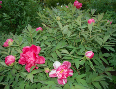 Shima_Nishiki_0010__4787.jpg