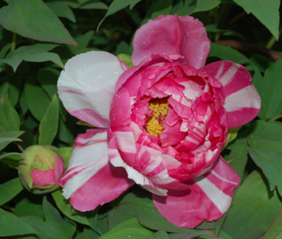 Shima_Nishiki_0012__4788.jpg