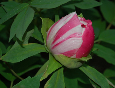 Shima_Nishiki_0013__4790.jpg