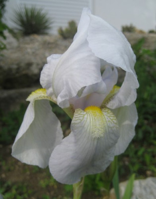 Iris_florentina_kl.jpg
