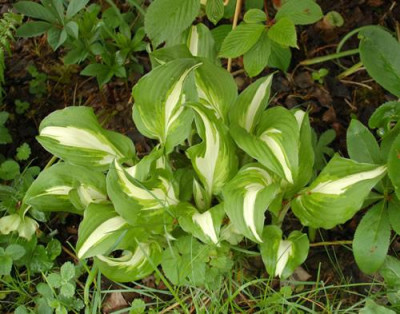 Hosta_undulata_univittata_0010_64334.jpg