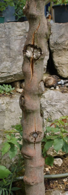 Winterschaden_0010__4764.jpg