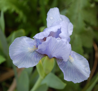 Iris_namenlos_0010__4695.jpg