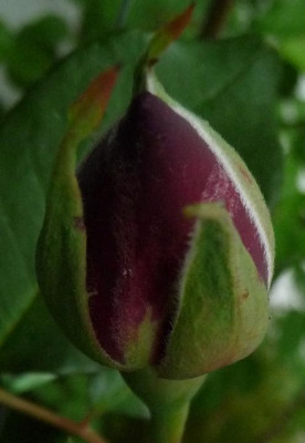 Sen_05_10_01.JPG