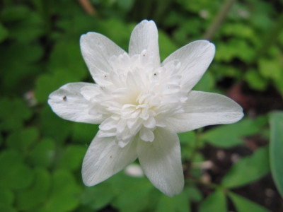 A._nemorosa_Flore_Pleno.jpg