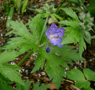 geranium_erianthum_neptune_2010-05-11_243.jpg
