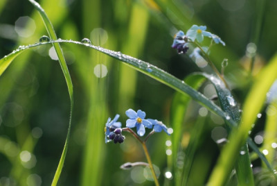 a_tropfen_2010_06.jpg