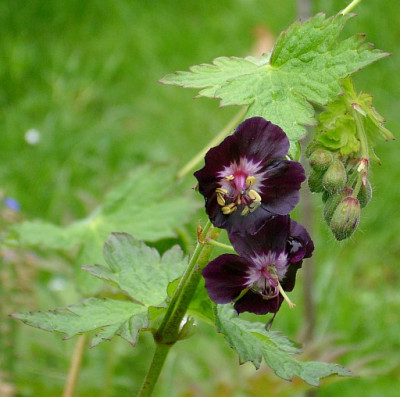 geranium_phaeum_2010-05-11_246.jpg