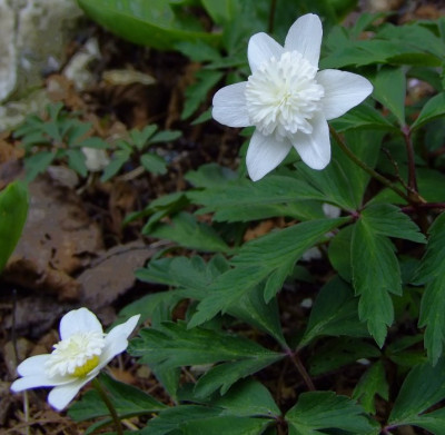 DSCF0437_eAnemone_nemorosa_Wasjetzt.JPG