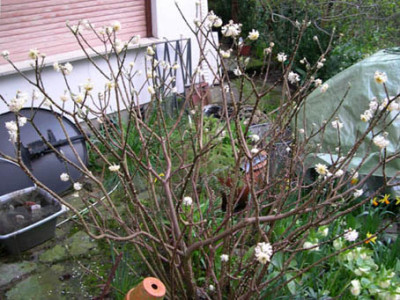 garten150305-2803050005k.jpg