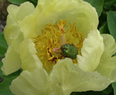 comp_Paeonia_mit_Gast.jpg