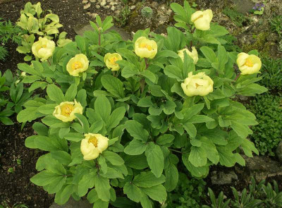 comp_Paeonia_daurica_ssp._mlokosewitchii_12.05.10.jpg