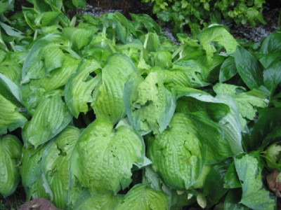 Hagel_Hostas.jpg
