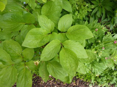 Paeonia_daurica_ssp._wittmanniana_2_fars_2010.jpg