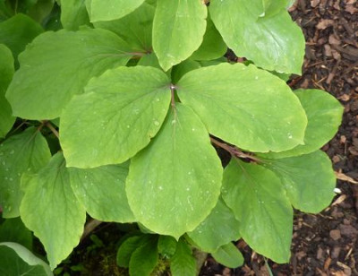 Paeonia_daurica_ssp._mlokosewitschii_2_fars_2010.jpg