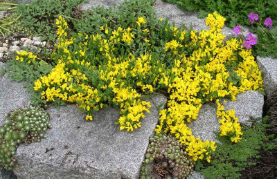 comp_Cystisus_decumbens_12.05.10.jpg