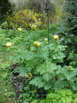 Groenanderung_Drehen_von_Bebel_April_2010_055.jpg