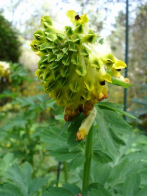 Groenanderung_Drehen_von_Bebel_April_2010_056.jpg
