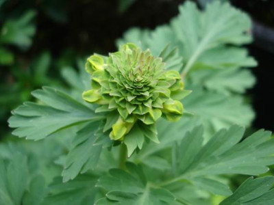 Groenanderung_Bebel_April_2010_058.jpg