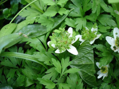 Groenanderung_Bebel_April_2010_069.jpg
