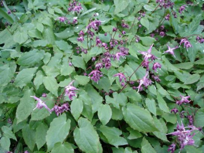 Groenanderung_Bebel__4._Mai_2010_027.jpg