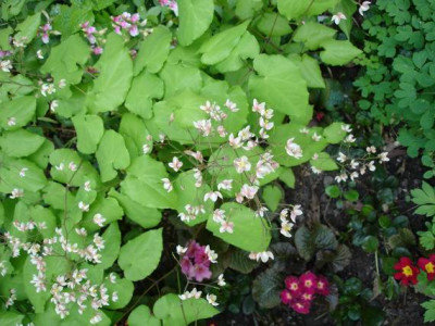 Groenanderung_Bebel_April_2010_019.jpg