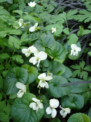 Groenanderung_Drehen_von_Bebel_April_2010_002.jpg