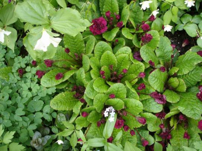 Groenanderung_Bebel__4._Mai_2010_014.jpg