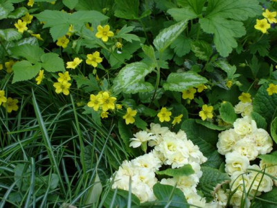 Groenanderung_Bebel_April_2010_034.jpg