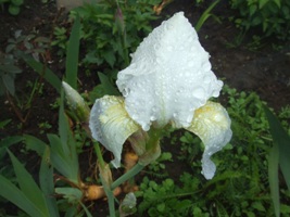 Iris_035.jpg