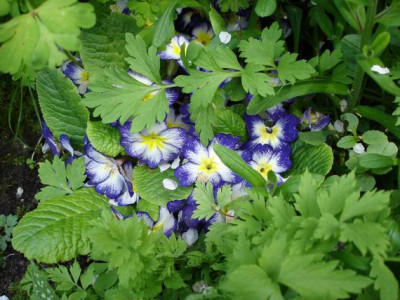 Groenanderung_Bebel_April_2010_052.jpg