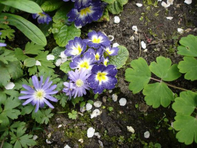 Groenanderung_Bebel_April_2010_053.jpg