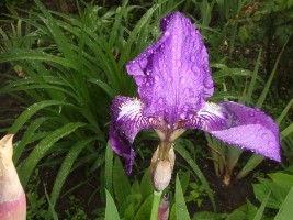 Iris_034.jpg