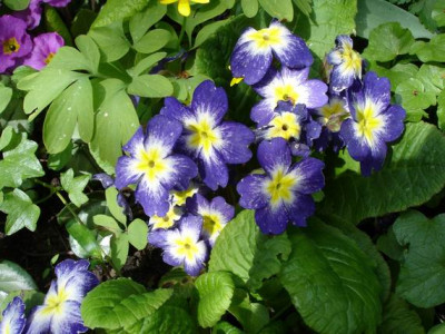 Groenanderung_Bebel_April_2010_086.jpg